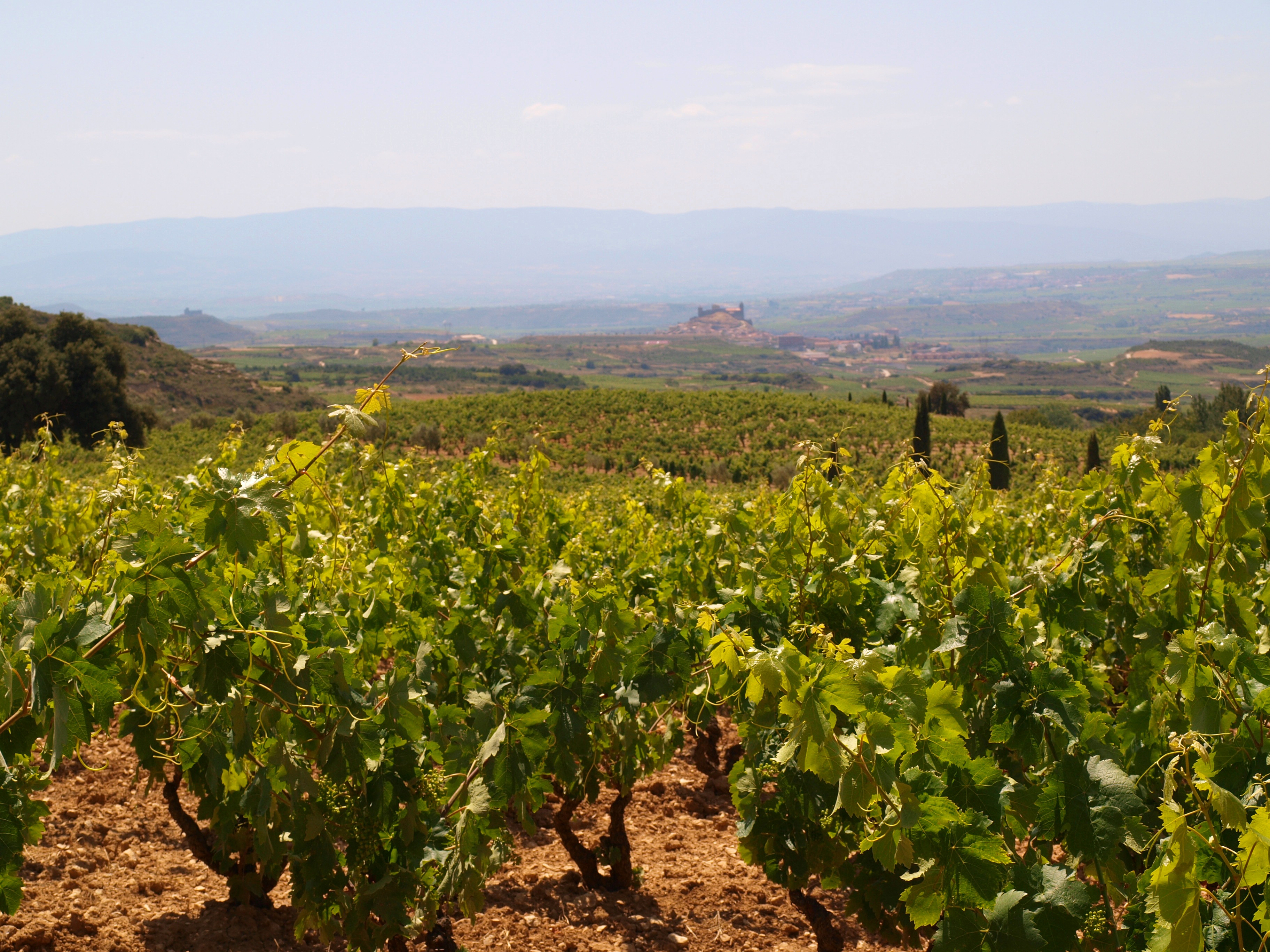Thabuca Wine Tours Serve Up Northern Spain’s Rioja Region This Summer