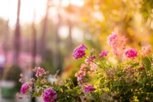 BLT Direct reveals simple tricks to brighten gardens for summer evenings