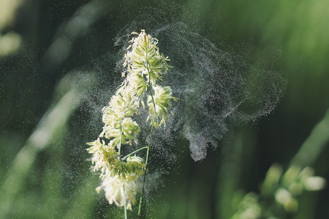 Could This Natural Remedy Be the Secret Weapon Against Hay Fever?