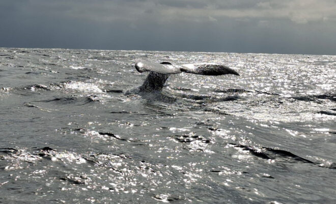 Voyagers Invites Travelers to Become Whale Researchers in the Galápagos