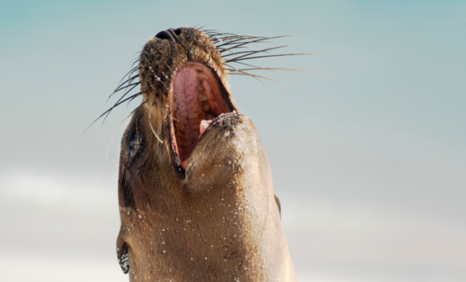 Voyagers Travel Unveils One of the Galápagos’ Most Complete Itineraries