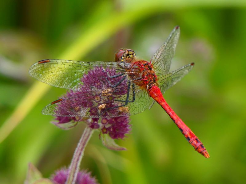 Wetlands: Britain's Climate Superheroes – and dragonflies are showing us why they matter