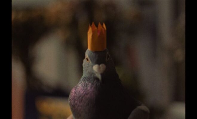 FILMMAKERS TURN PERSONAL GRIEF INTO A SHORT FILM ABOUT A VERY UNLIKELY REINCARNATION: A PIGEON