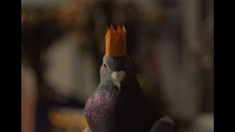 FILMMAKERS TURN PERSONAL GRIEF INTO A SHORT FILM ABOUT A VERY UNLIKELY REINCARNATION: A PIGEON